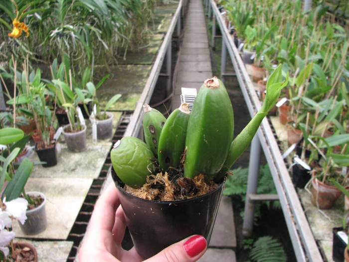 Lycaste Kibune.JPG