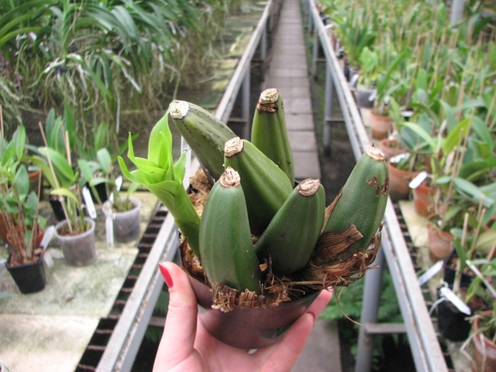 Lycaste Midas.JPG