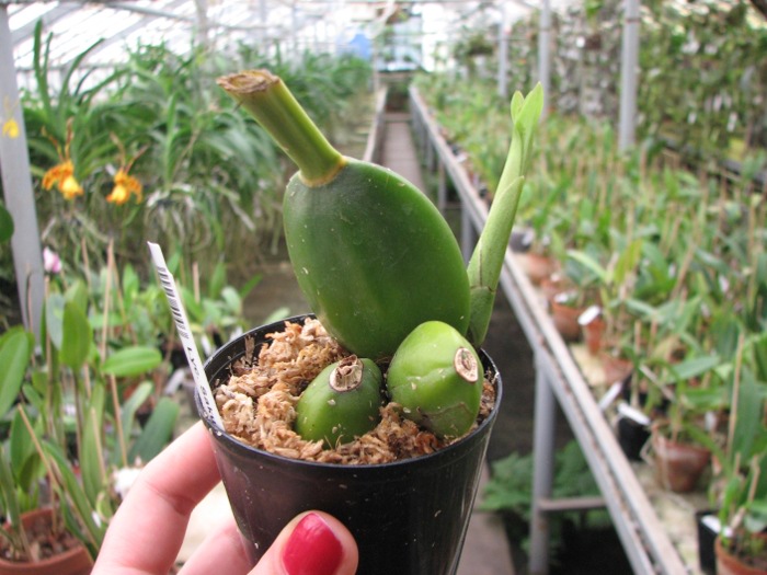 Lycaste Sakura.JPG