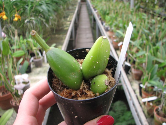 Lycaste Valentine.JPG