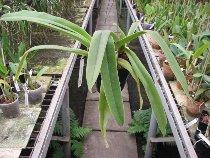 Paphiopedilum sanderianum.JPG