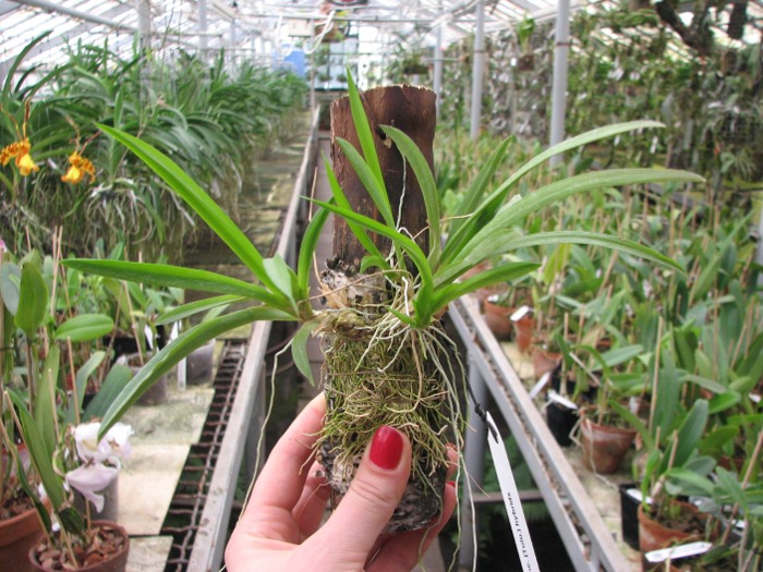 Oncidium (Tolumnia) hybrids.JPG