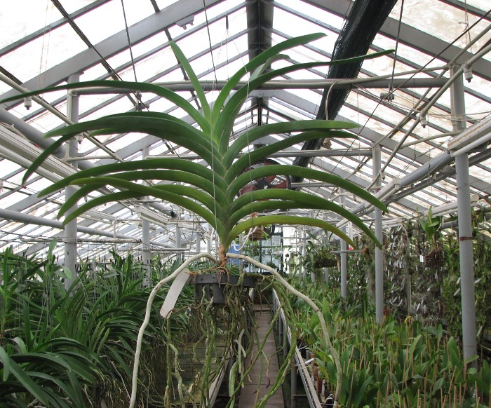 Vanda Sumon Spot x Ascocenda Phairot x Vanda sanderiana.JPG
