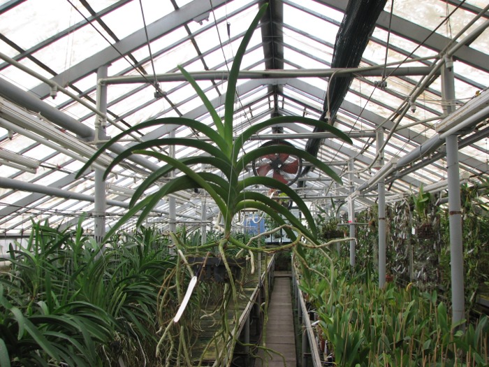 Vanda Chaiya x Vanda Sankamphaeng.JPG