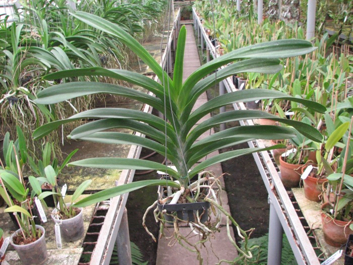 Vanda Patcharee Delight 'Red Spot'.JPG