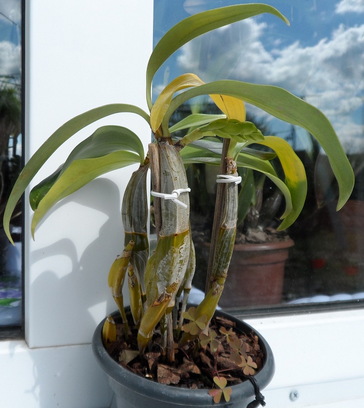 Dendrobium griffithianum.