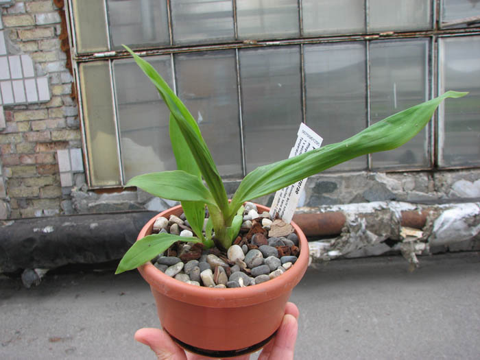 Paphinia herrerae.jpg