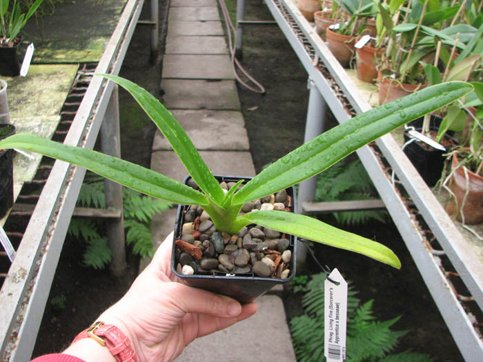 Phragmipedium Living Fire (Sorcerer's Apprentice x besseae).jpg