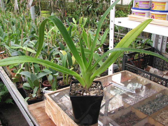 Phragmipedium Andean Fire (besseae x lidleyanum).jpg