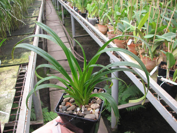 Phragmipedium Memoria Garren Weaver (pearcei x wallisii).jpg