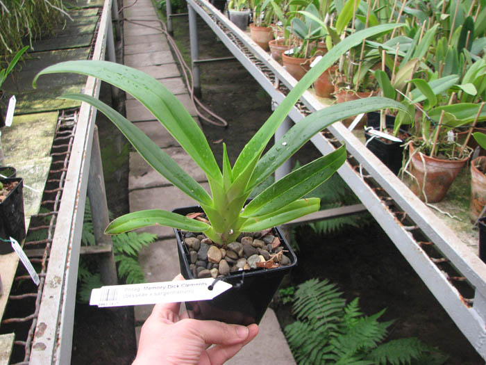 Phragmipedium Memory Dick Clements (besseae x sargentianum).jpg