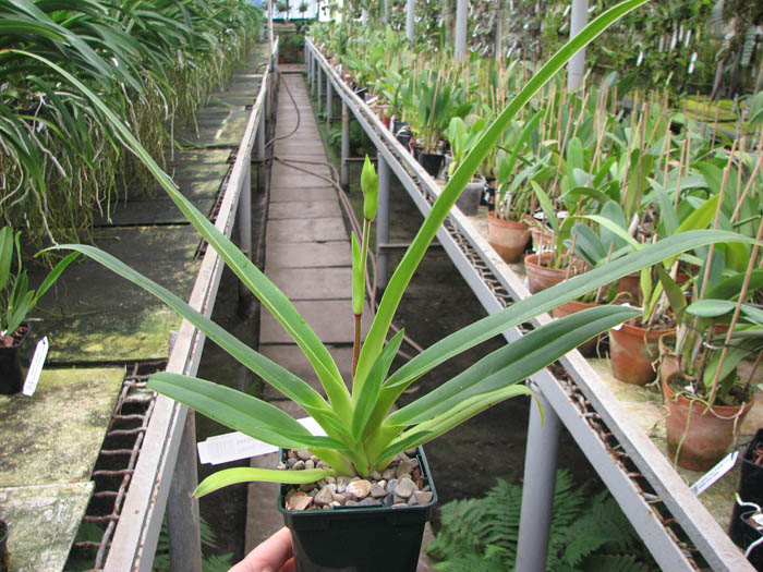 Phragmipedium Inca Fire (Andean Fire X besseae).jpg