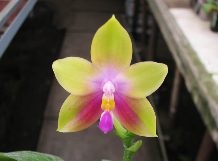 Phalaenopsis Jennifer Palermo x Phalaenopsis LD's Bear Queen.jpg