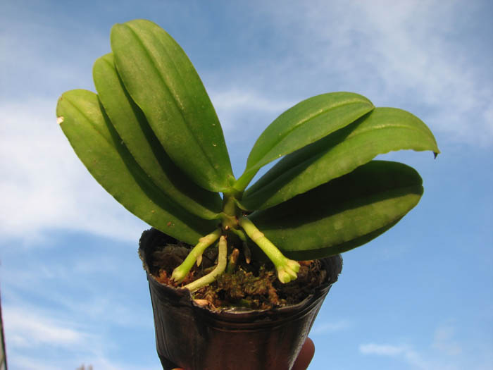Gastrochilus japonicus.jpg