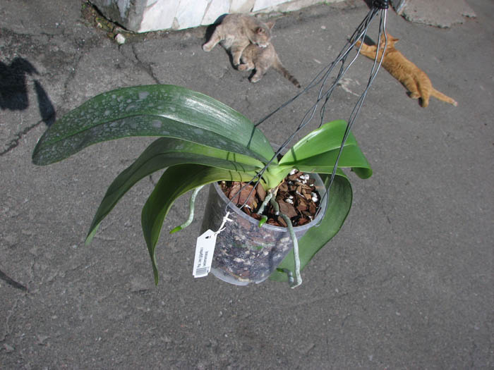 Phalaenopsis Joey (gigantea x lueddemanniana).jpg