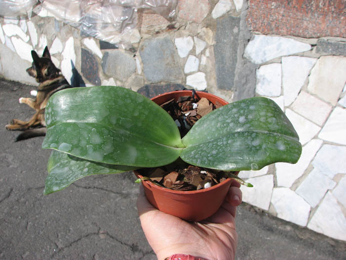 Phalaenopsis Mok Choi Yew (gigantea x violacea).jpg