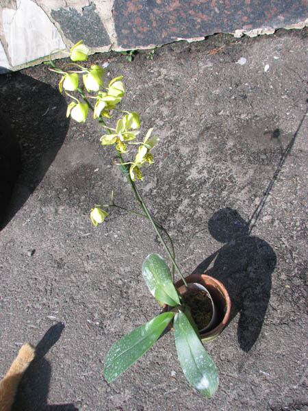 Phalaenopsis stuartiana (Yellow Strain).jpg