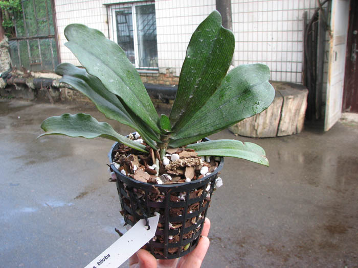 Aerangis biloba.JPG