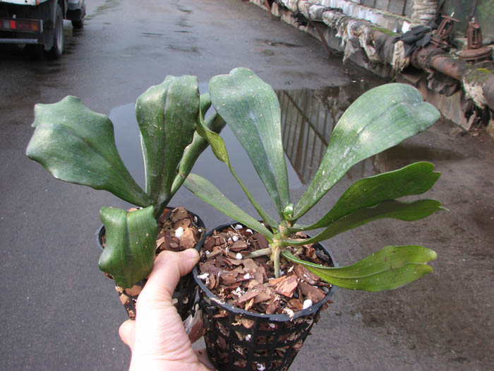 Aerangis biloba.JPG