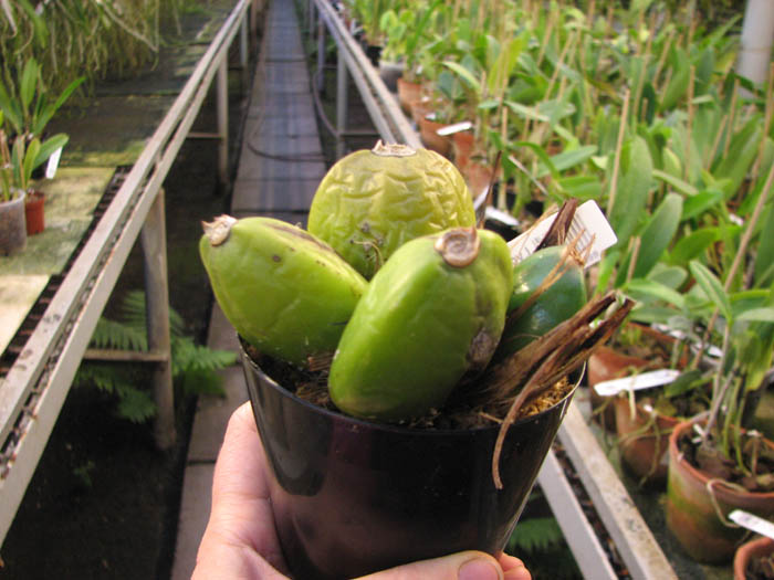 Lycaste Arcadian Sunrise x Chita Sunset.jpg