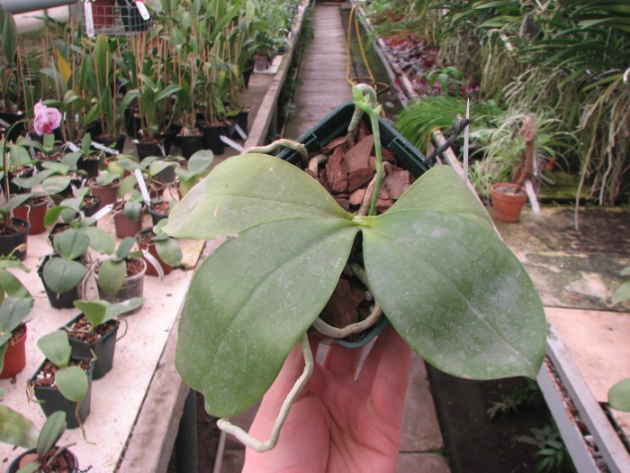 Phalaenopsis Penang Girl .JPG
