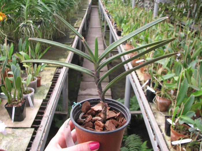 Renanthera monachica.JPG