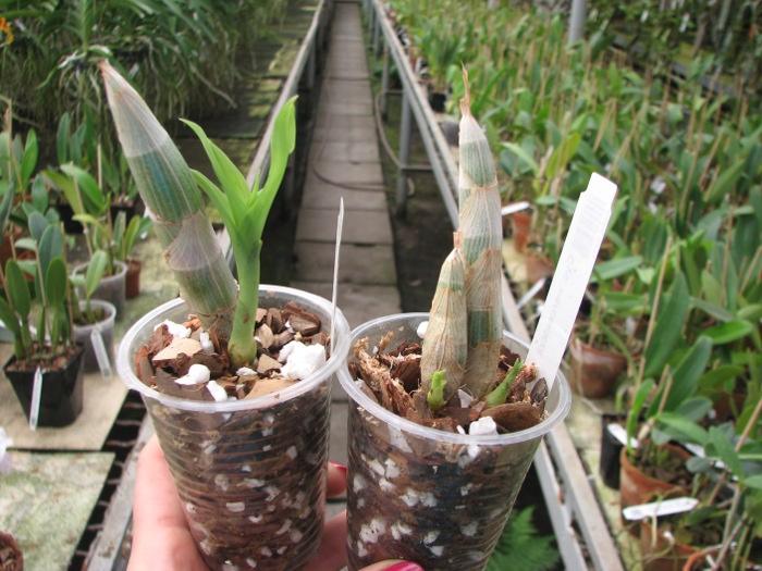 Cycnoches warcewiczii.JPG