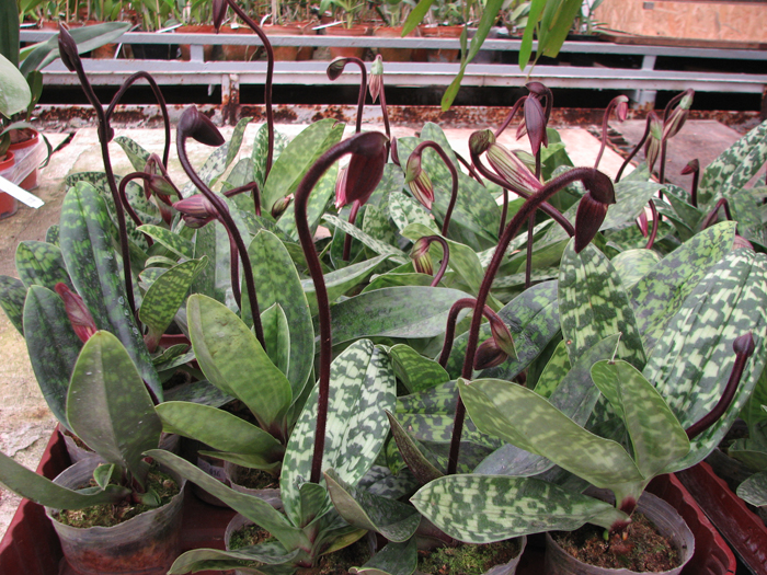 Paphiopedilum Maudiae vinicolor.jpg