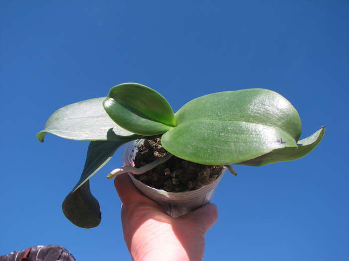 Phalaenopsis Joy spring Tina 'Tina'.jpg