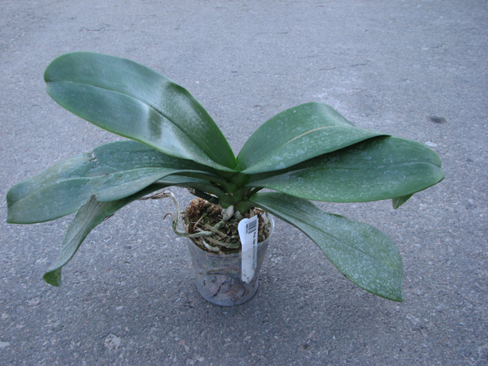 Phalaenopsis Haur Jih Princess 'Python.jpg