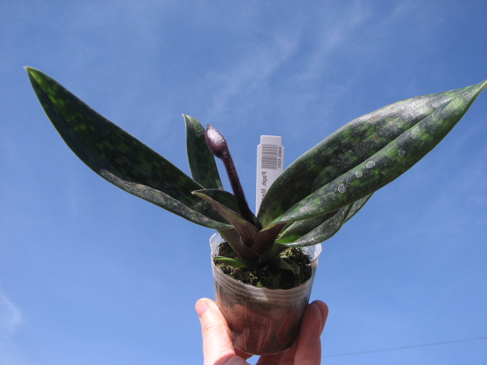 Paphiopedilum Maudiae vinicolor.jpg