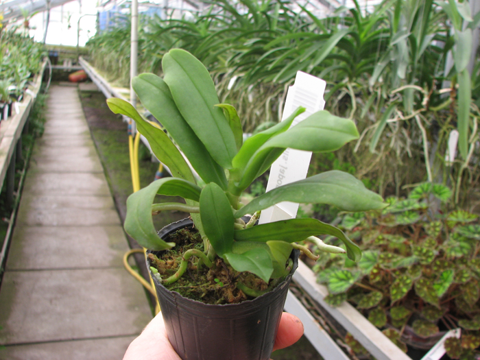 Gastrochilus japonicus.jpg