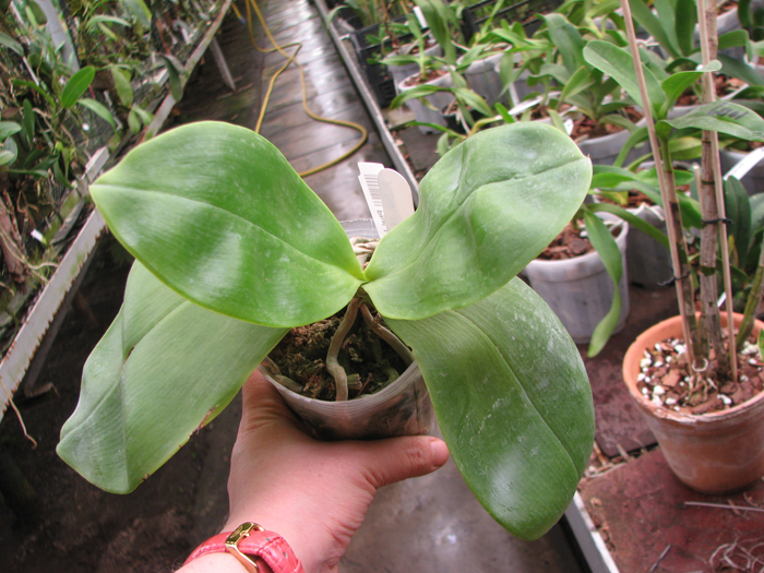 Phalaenopsis Lea Maria Salazar.jpg