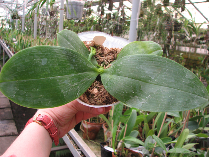 Phalaenopsis KS Happy Eagle.jpg