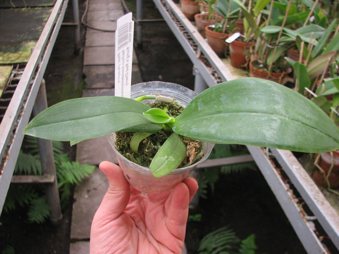 Phalaenopsis (Auspice Neihun-lueddemanniana) x Phalaenopsis Kung's Red Cherry.jpg