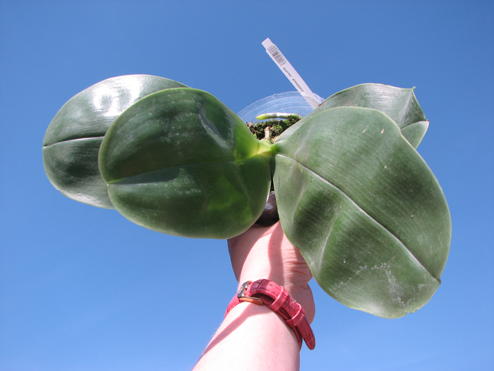 Phalaenopsis bellina.jpg
