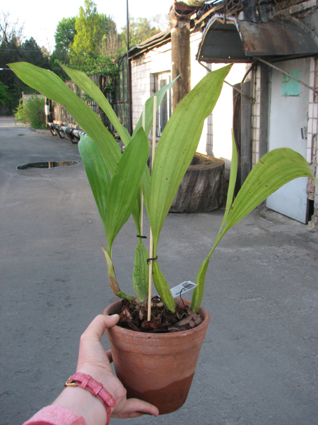 Coelogyne pandurata.jpg