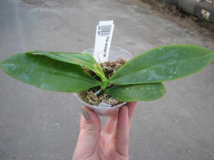 Phalaenopsis tetraspis 'C#1'.JPG