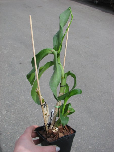 Dendrobium Nopporn Starbright.JPG