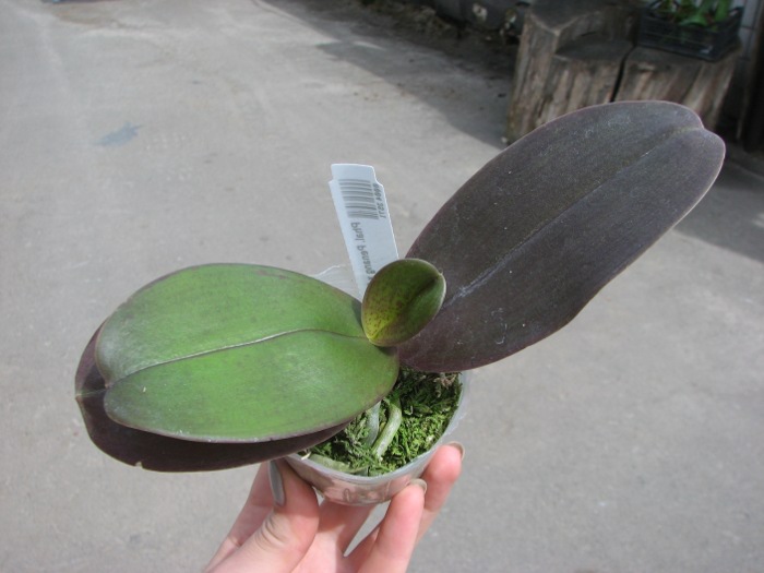 Phalaenopsis Penang x Phalaenopsis gigantea.JPG