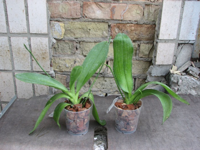 Phalaenopsis hieroglyphica.JPG