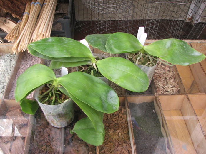 Phalaenopsis Lea Maria Salazar.JPG
