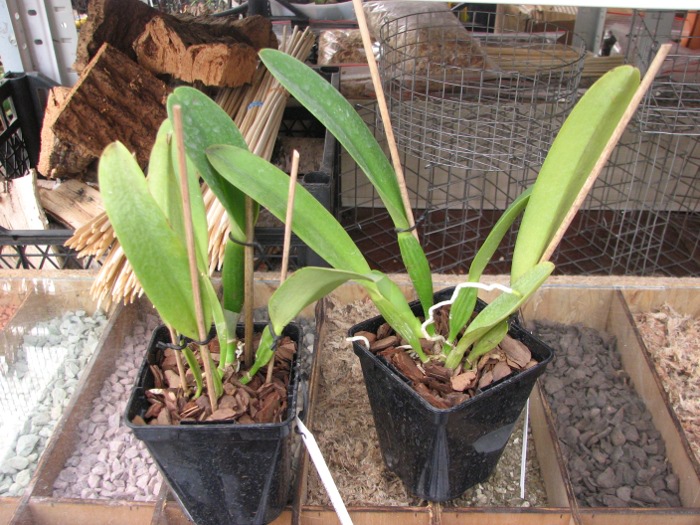 Cattleya dowiana x SELF.JPG
