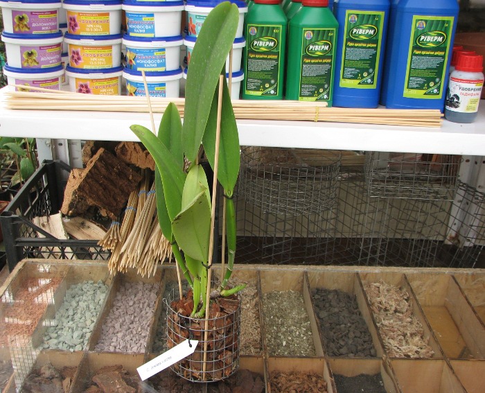 Cattleya dowiana var. aurea.JPG