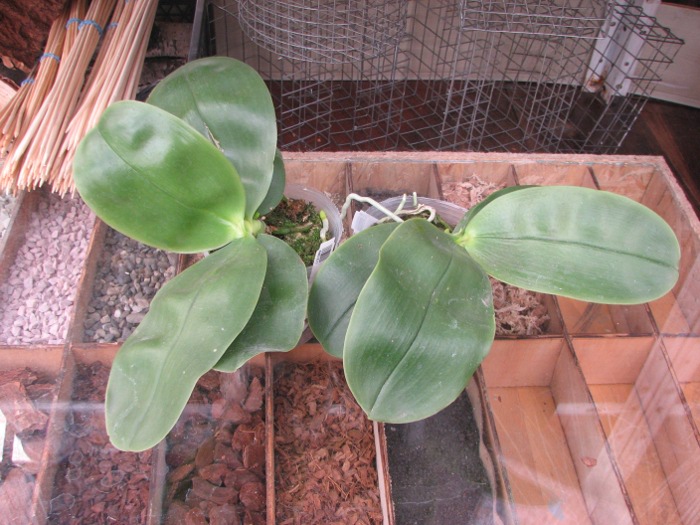 Phalaenopsis bellina.JPG