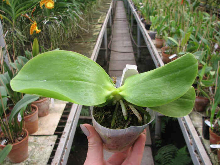 Phalaenopsis KS Red Zebra x (Texes Jewel-tetraspis).JPG