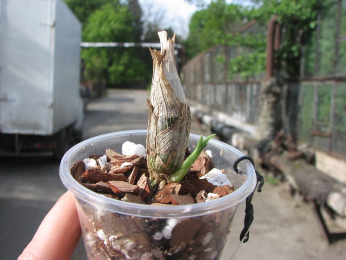 Catasetum Susan Fuchs 'Sun Face'.JPG