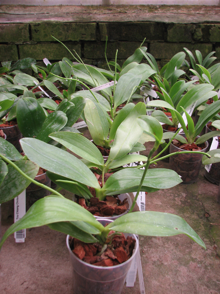 Phalaenopsis lueddemanniana.jpg