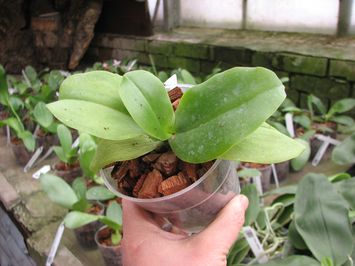Phalaenopsis (Sogo Manager x Texas Jewel).JPG