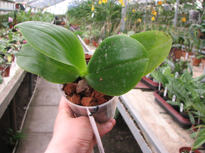 Phalaenopsis Tzu Chiang Chrisna 'Brazil'.jpg